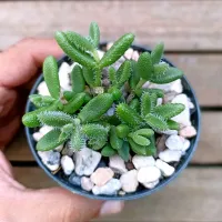 Delosperma echinatum (vaso9) - Foto 2
