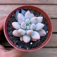 Pachyphytum rzedowskii 'Baby Fingers' (vaso9)