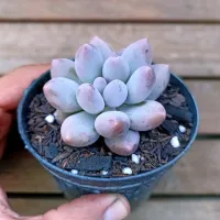 Pachyphytum rzedowskii 'Baby Fingers' (vaso9) - Foto 3
