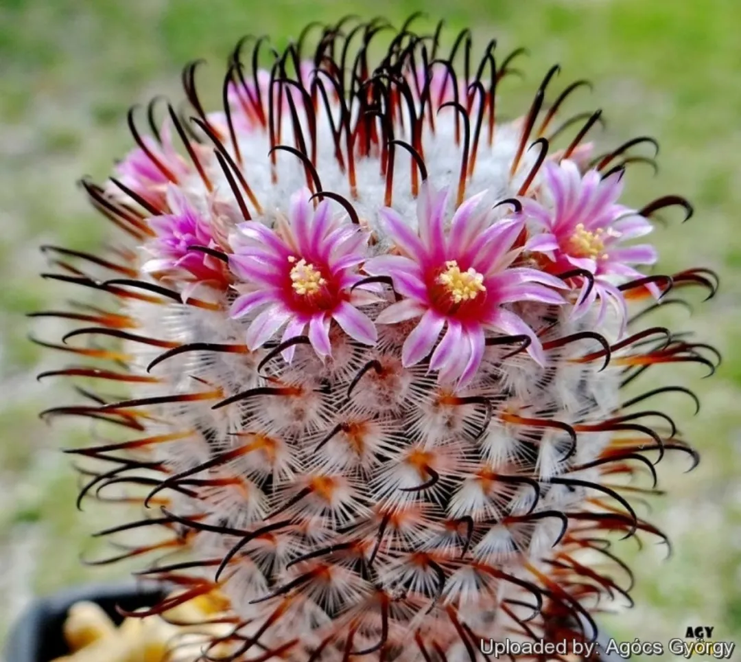 Mammillaria perezdelarosae (vaso9)