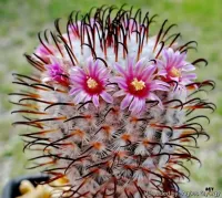 Mammillaria perezdelarosae (vaso9)
