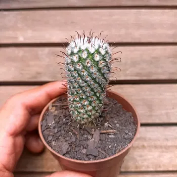 Mammillaria perezdelarosae (vaso9) - Foto 2