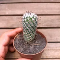 Mammillaria perezdelarosae (vaso9) - Foto 2
