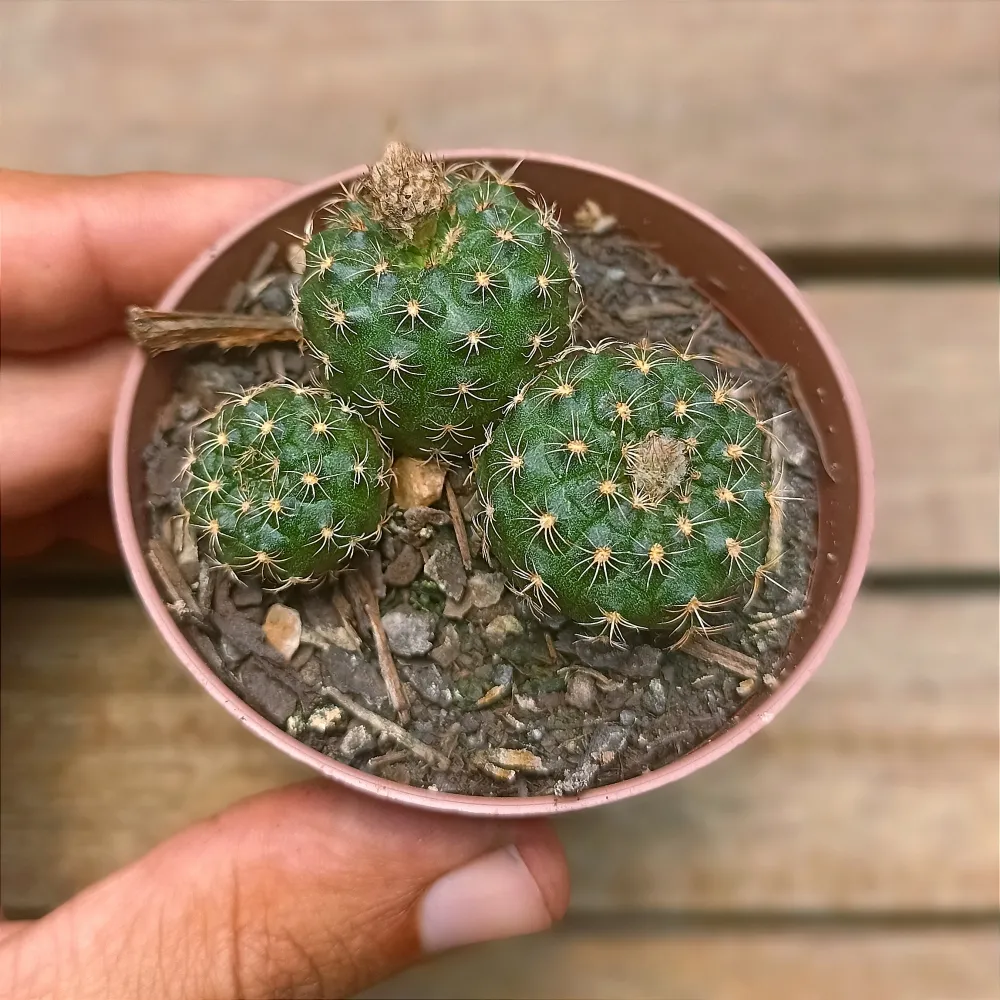 Frailea pumila v. aquatica (colônia - vaso7)