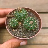 Frailea pumila v. aquatica (colônia - vaso7)