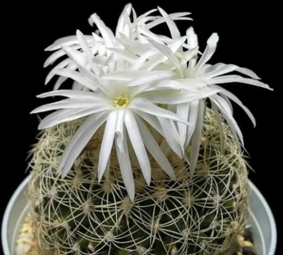 Disocactus zehntnerii v. araneispinus (vaso7)