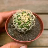 Disocactus zehntnerii v. araneispinus (vaso7) - Foto 2