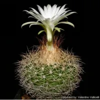 Disocactus zehntnerii v. araneispinus (vaso7) - Foto 3