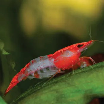 Camarão Neocaridina -  Red Rilli. Und