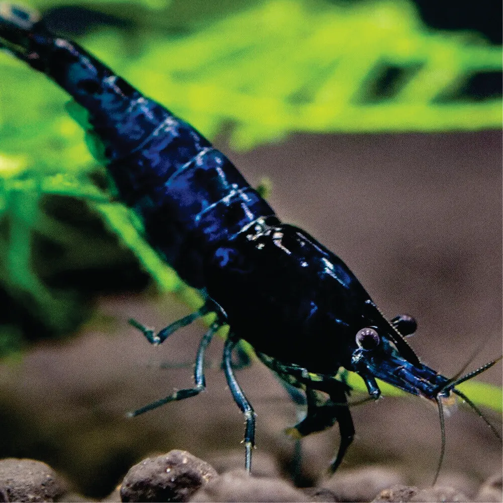 Camarão Neocaridina - Blue Fantasy Dream. Und