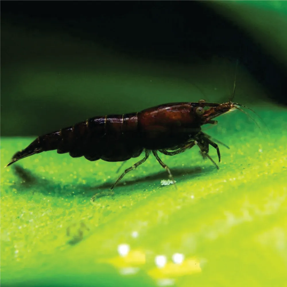 Camarão Neocaridina -  Chocolate Sakura. Und