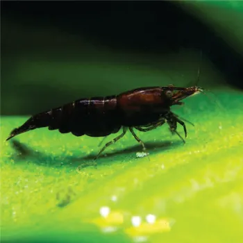 Camarão Neocaridina -  Chocolate Sakura. Und