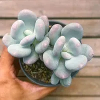 Pachyphytum 'Blue Haze' (colonia - vaso11)