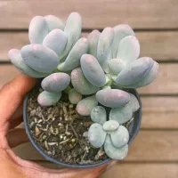 Pachyphytum 'Blue Haze' (colonia - vaso11) - Foto 2