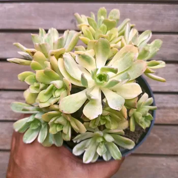 Aeonium 