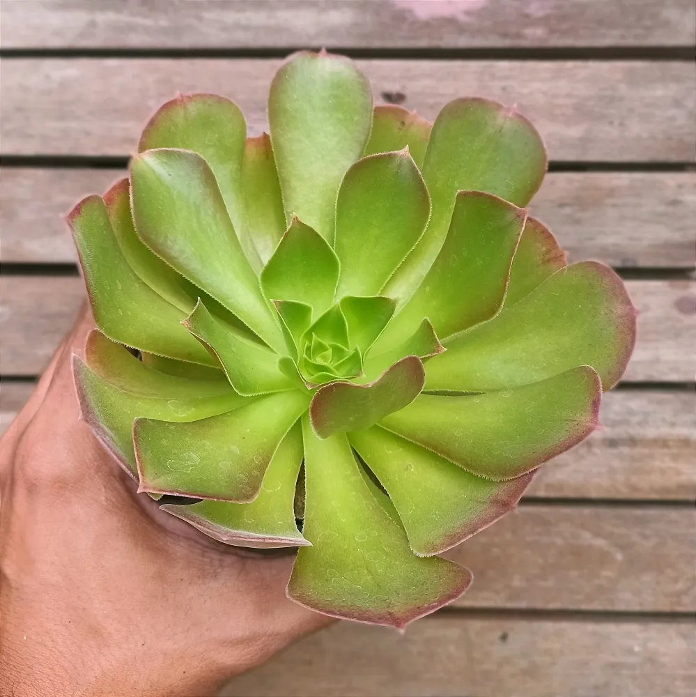 Aeonium arboreum (vaso11)