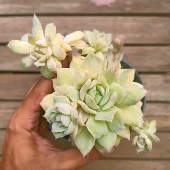 Echeveria 