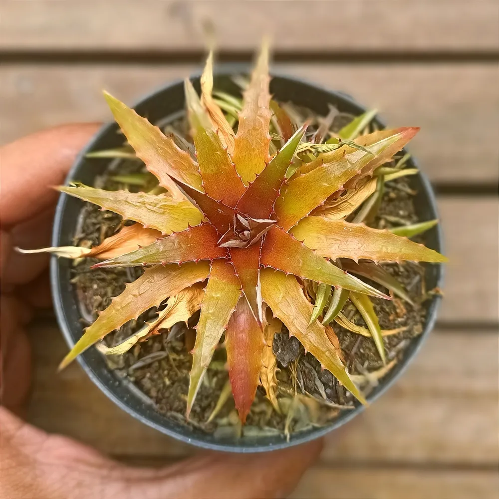 Orthophytum saxicola (vaso9)