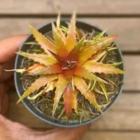 Orthophytum saxicola (vaso9)