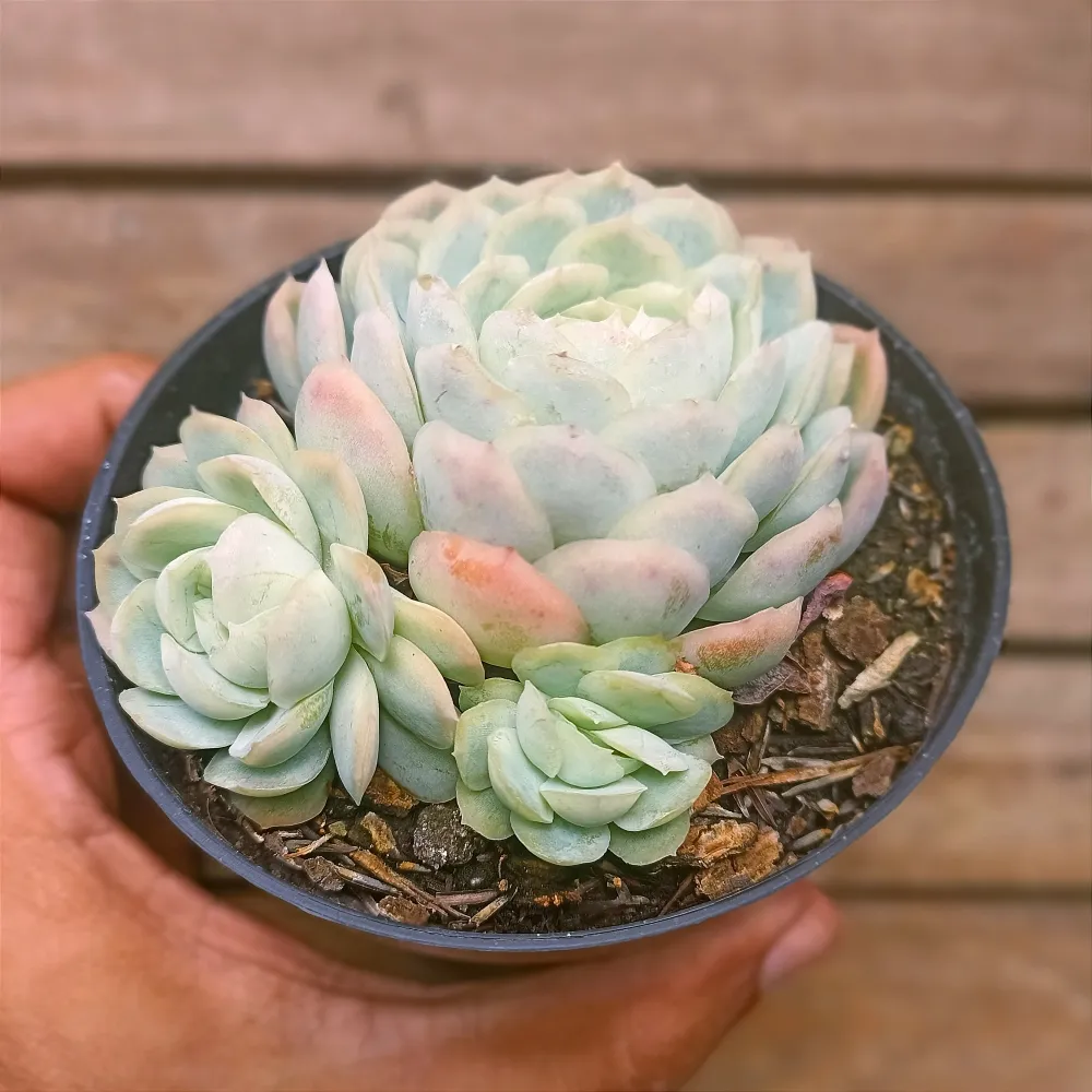 Echeveria 