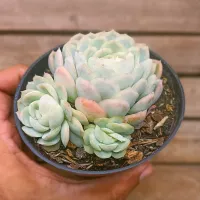 Echeveria 'Zonnestraal Pink' (vaso11)