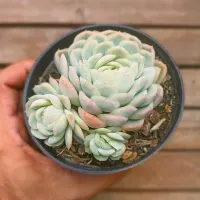 Echeveria 'Zonnestraal Pink' (vaso11) - Foto 2