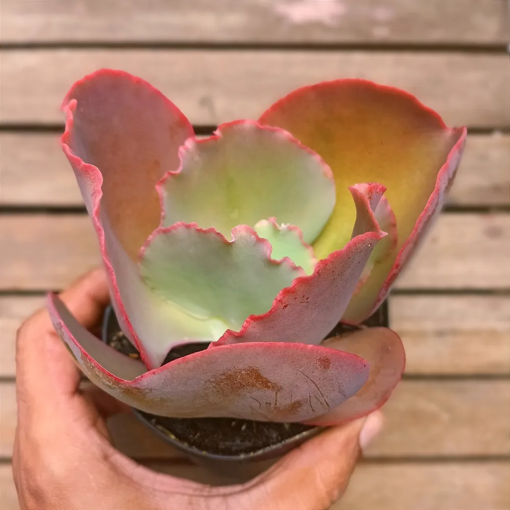 Echeveria gibbiflora híbrida 