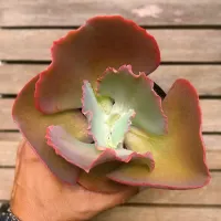 Echeveria gibbiflora híbrida 'Red Trump' x 'Mauna' (fica gigante - vaso11) - Foto 3