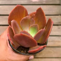 Echeveria gibbiflora híbrida Hanaikada x Palida monstruosa (fica gigante - vaso11) - Foto 2