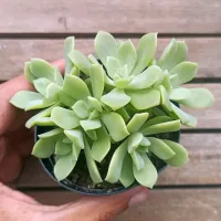 Sedeveria 'Green Rose' (vaso9)