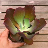 Echeveria 'Borda Rubra' (fica gigante - vaso11) - Foto 2