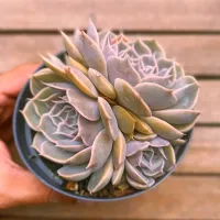 Graptoveria 'Fantasy Rose' (roseta dupla - vaso11)