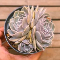 Graptoveria 'Fantasy Rose' (roseta dupla - vaso11) - Foto 2