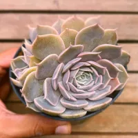 Graptoveria 'Fantasy Rose' (roseta dupla - vaso11) - Foto 3