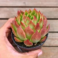 Echeveria agavoides 'Prolifica' (vaso9)