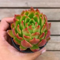 Echeveria agavoides 'Prolifica' (vaso9) - Foto 2