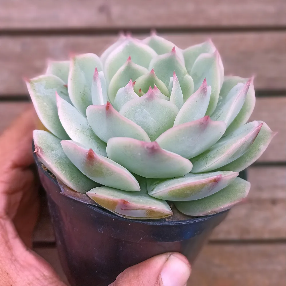 Echeveria 