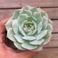 Echeveria 'Pink Tips' (vaso9) - Foto 2