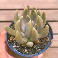 Echeveria tolimanensis (vaso11)