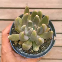 Echeveria tolimanensis (vaso11) - Foto 2