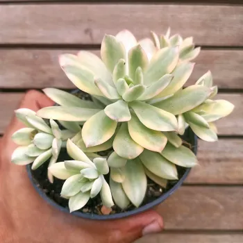 ECheveria 