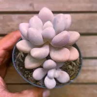 Graptopetalum 'Ellen' (vaso9)