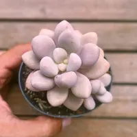 Graptopetalum 'Ellen' (vaso9) - Foto 2