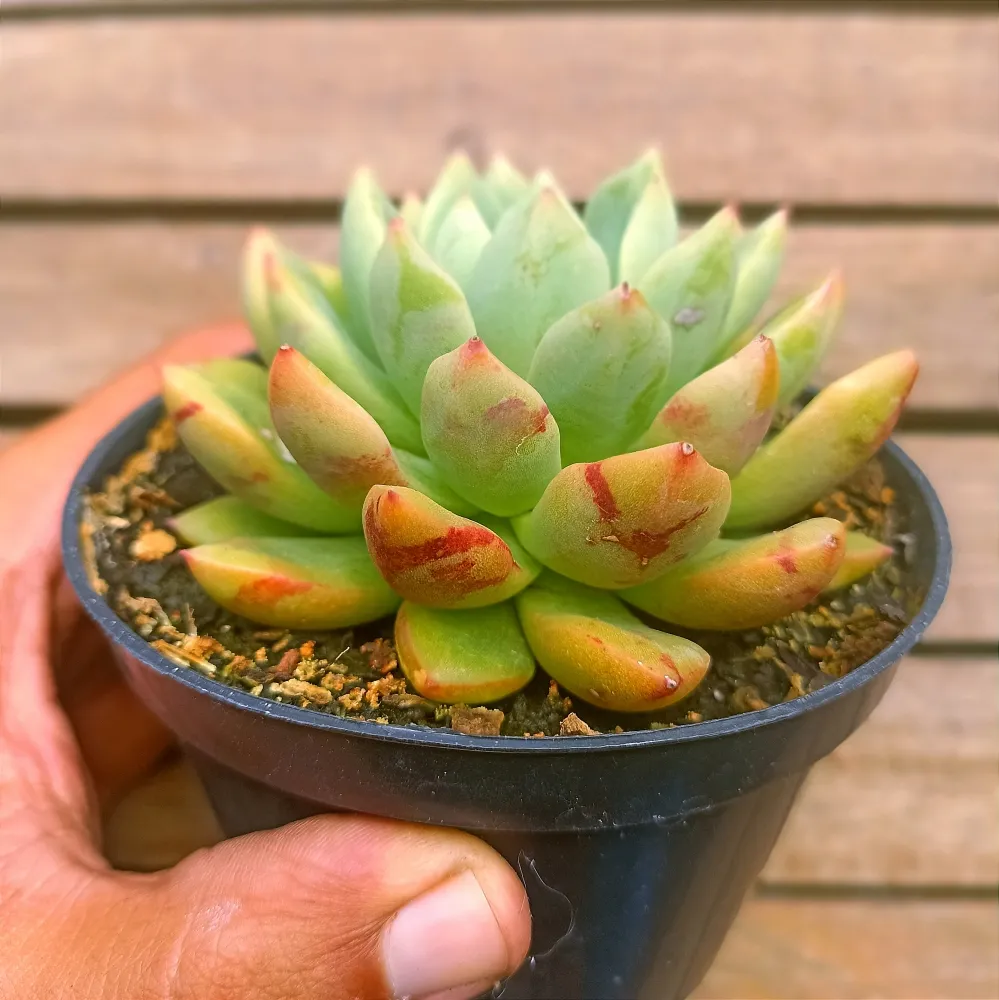 Echeveria 