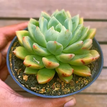 Echeveria 'Blood Swallow' (manchada - vaso11) - Foto 2