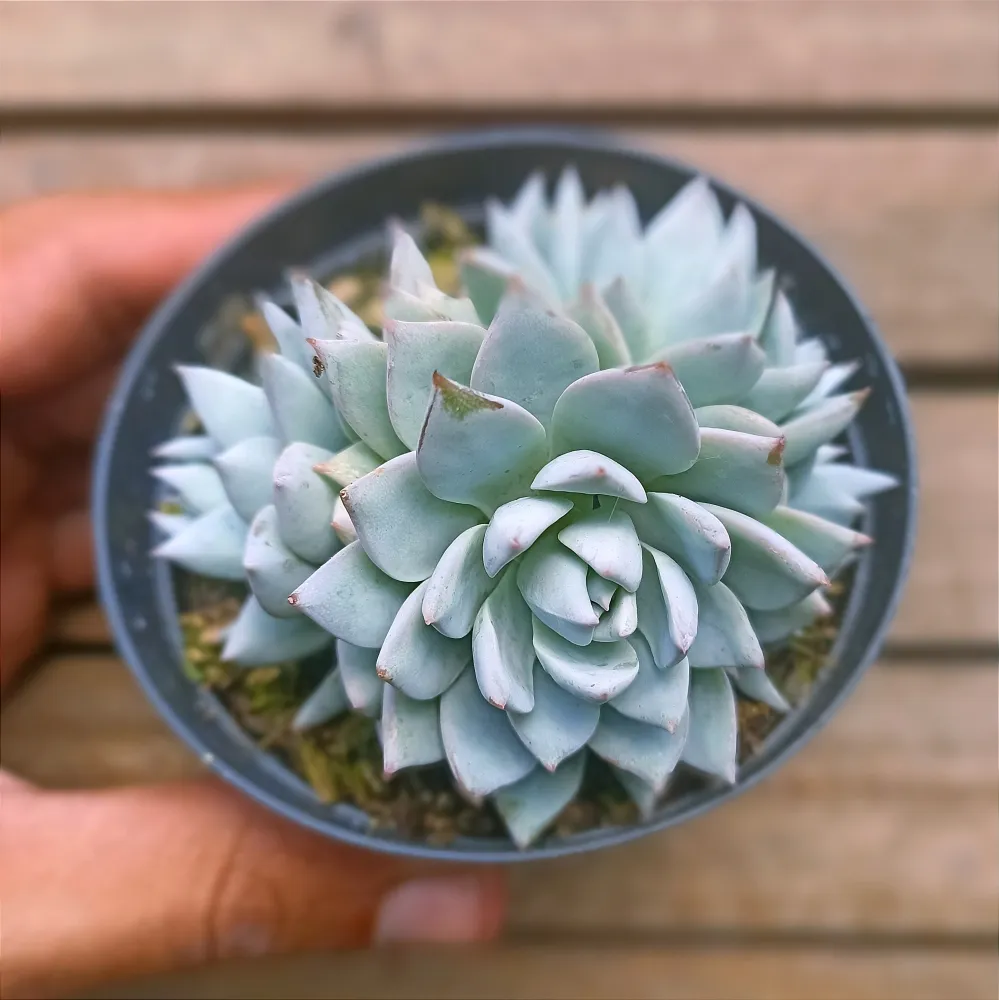 Echeveria 