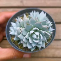 Echeveria 'Blue Star' (2 rosetas - vaso9)