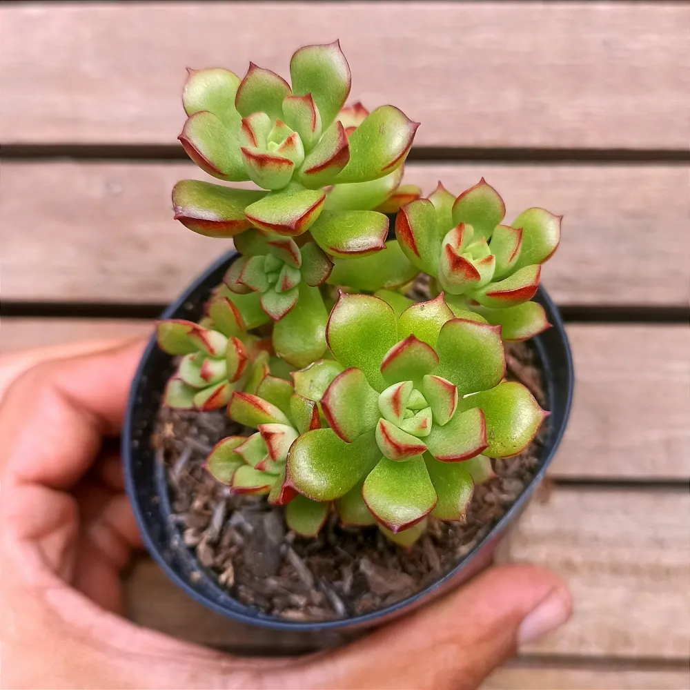 Echeveria supia (forma arvorezinha - vaso9)
