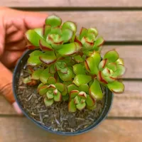 Echeveria supia (forma arvorezinha - vaso9) - Foto 2