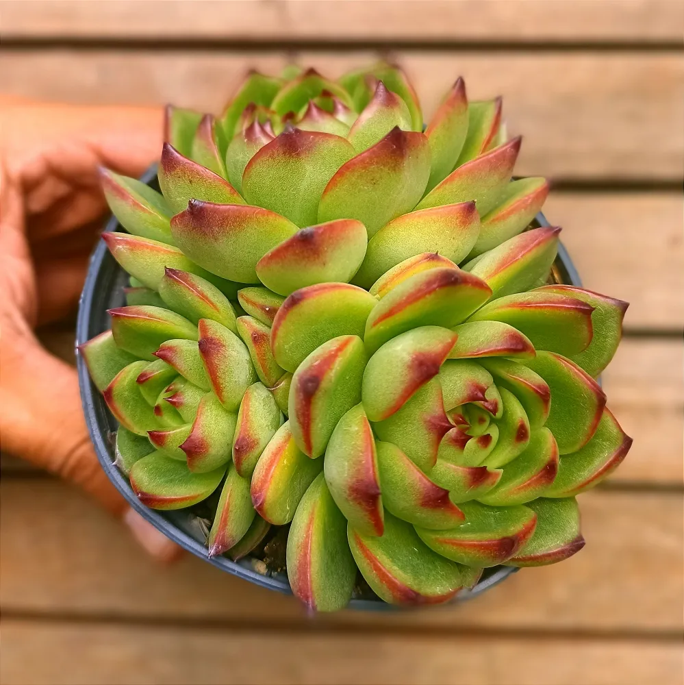 Echeveria agavoides 